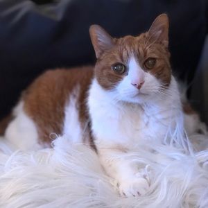 Meet your Posher, Pat